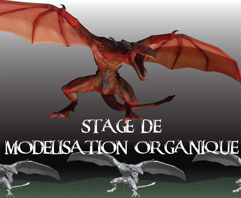 Stage Modélisation Organique